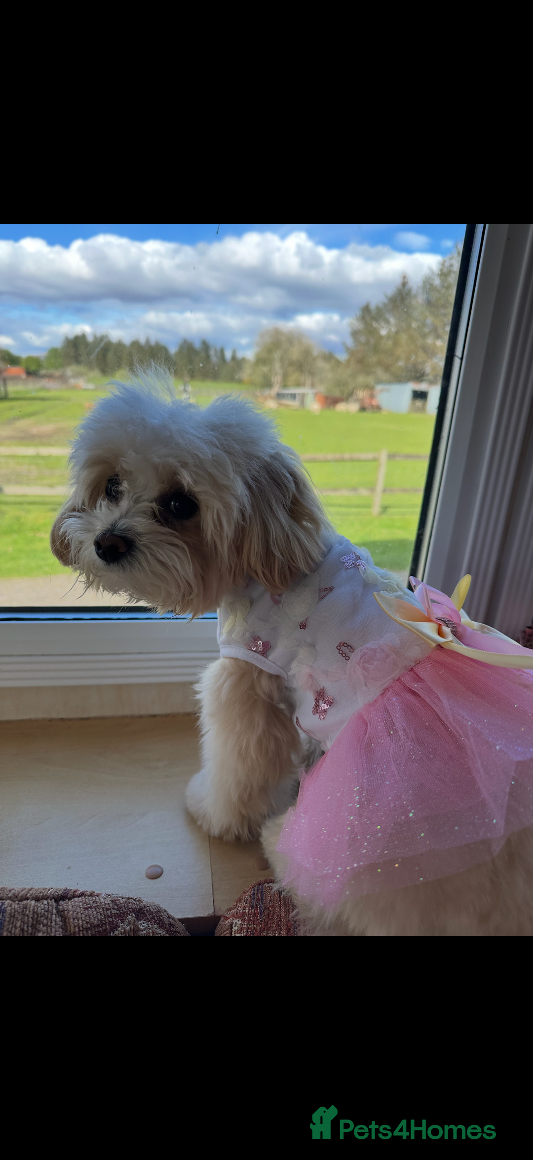 Maltipoo dogs for sale: F1 litter of 5 Maltipoo girls  - Image 10