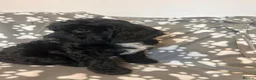 Sproodle dogs for sale: Beautiful F1 Sproodles ready to leave 2 remaining  - Advert 14