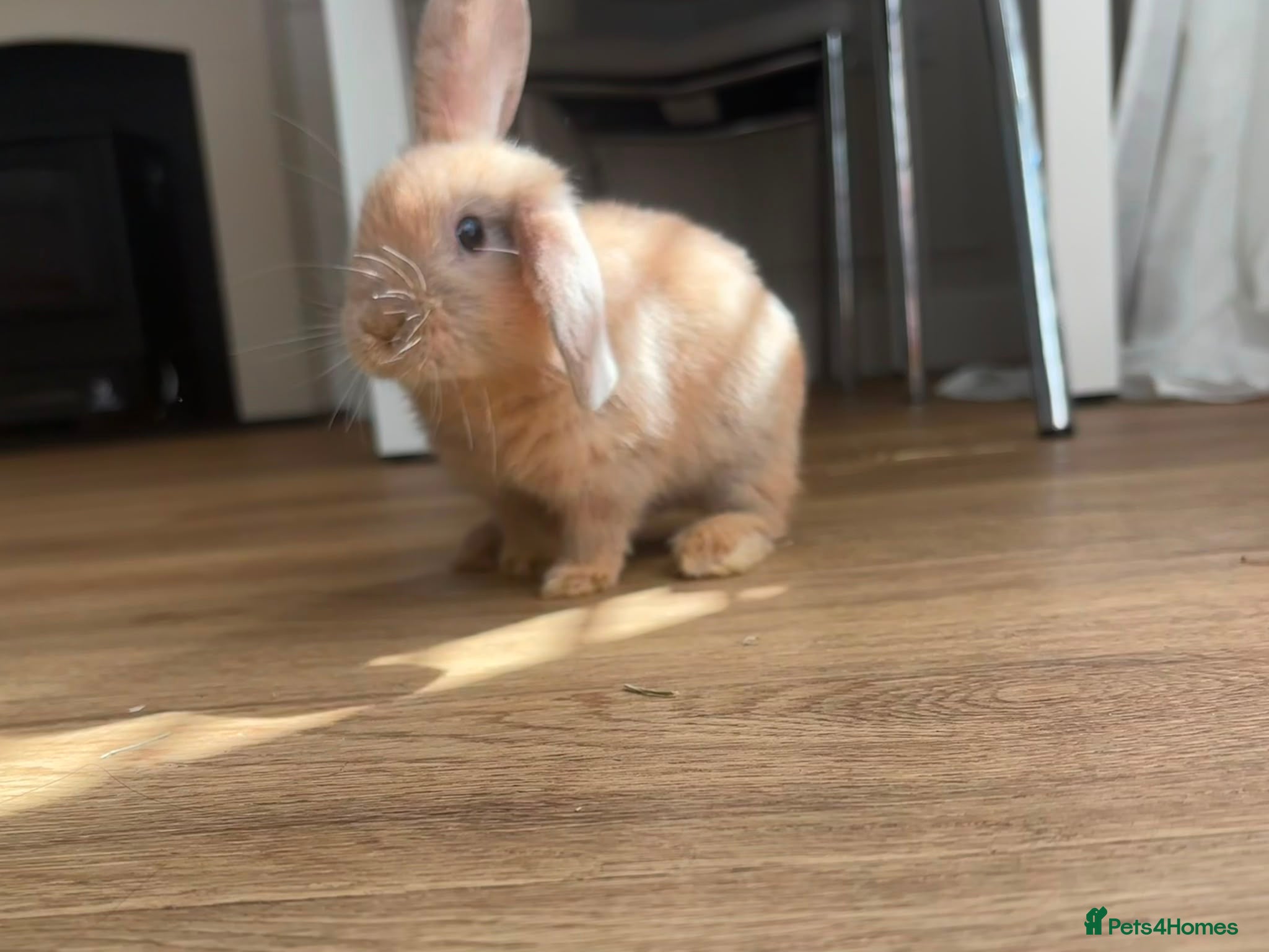 Mixed Breed rabbits     Mini Lop × Holland Lop Baby Rabbits - Advert 1