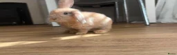 Mixed Breed rabbits for sale:     Mini Lop × Holland Lop Baby Rabbits in Cwmbran - Advert 1