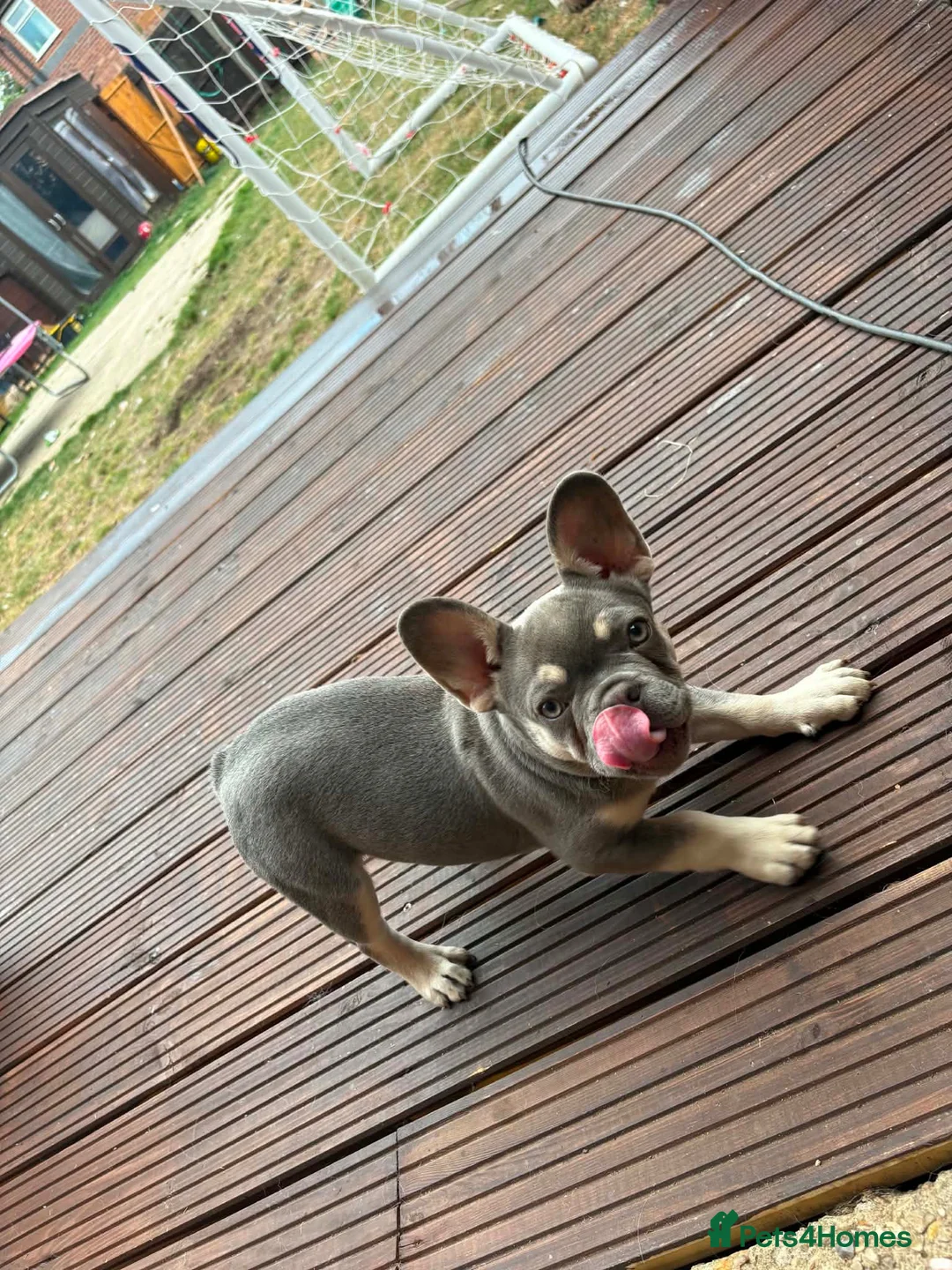 French Bulldog dogs for sale: Grey and tan French bull dog in Boston - Advert 2