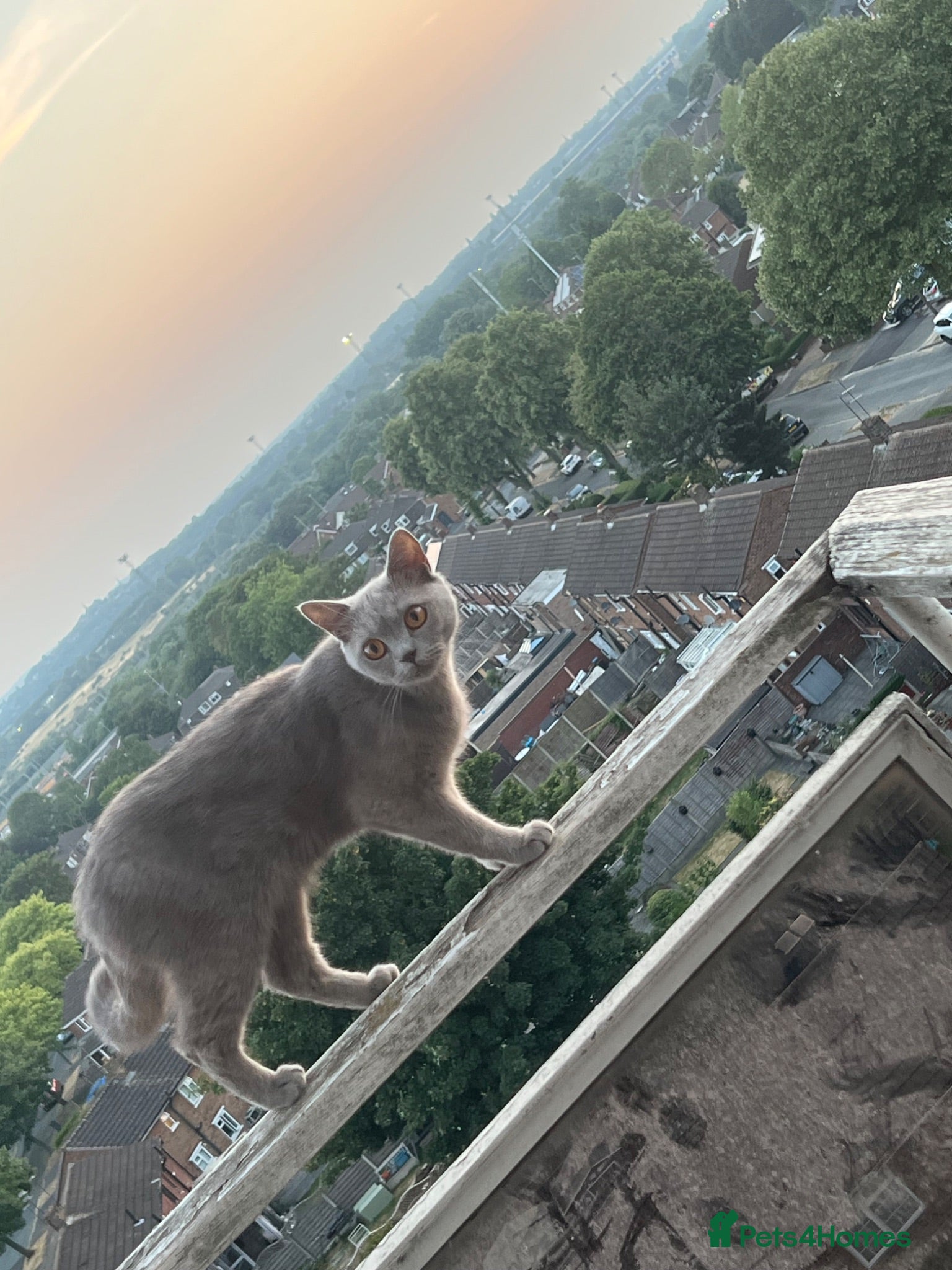 British Shorthair cats Beautiful British Shorthair Female – 1.5 Years Old - Advert 2