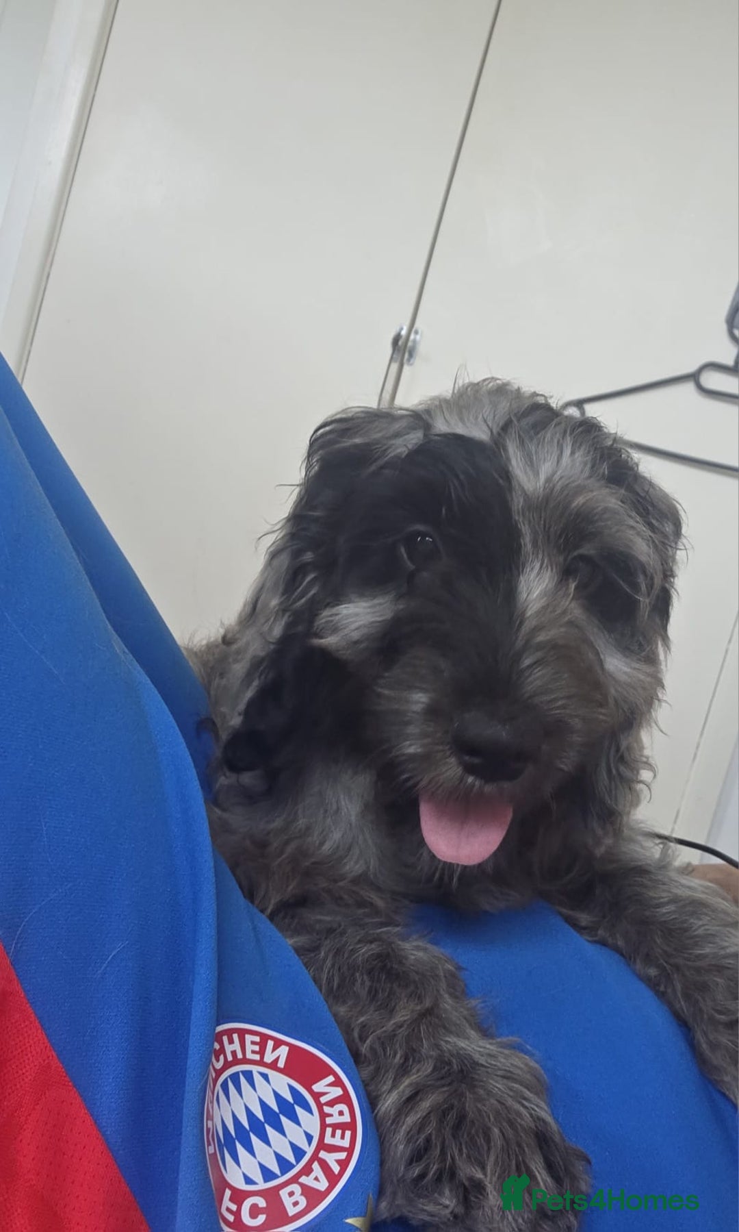 Cockapoo dogs for sale: cockerpoos  in Blaydon-on-Tyne - Image 18