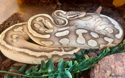 Python Snake reptiles for sale: Royal python females looking for new home - Image 8