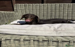 Miniature Dachshund dogs for sale: Miniature daschund male  - Image 5