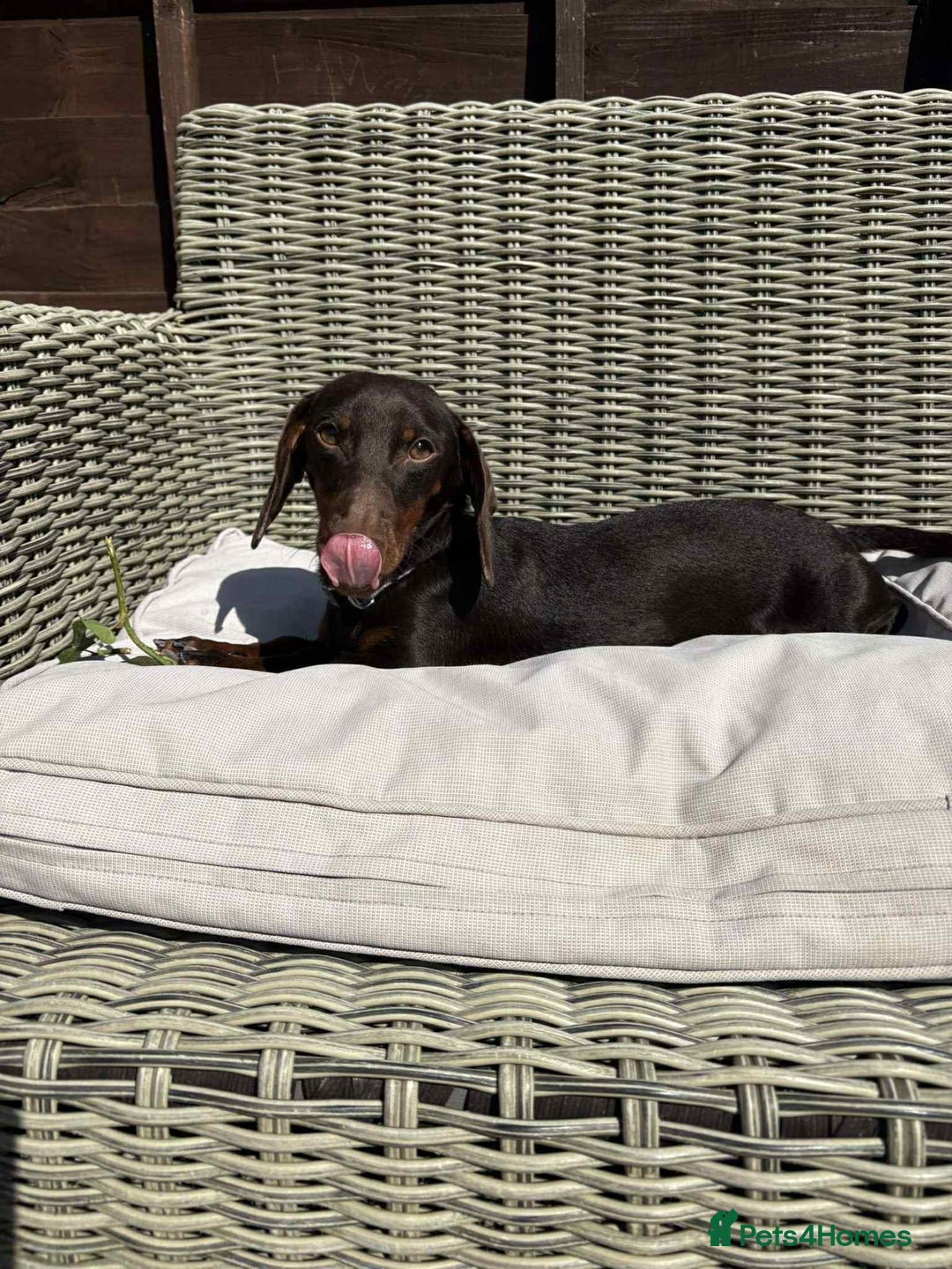 Miniature Dachshund dogs for sale: Miniature daschund male  - Image 5
