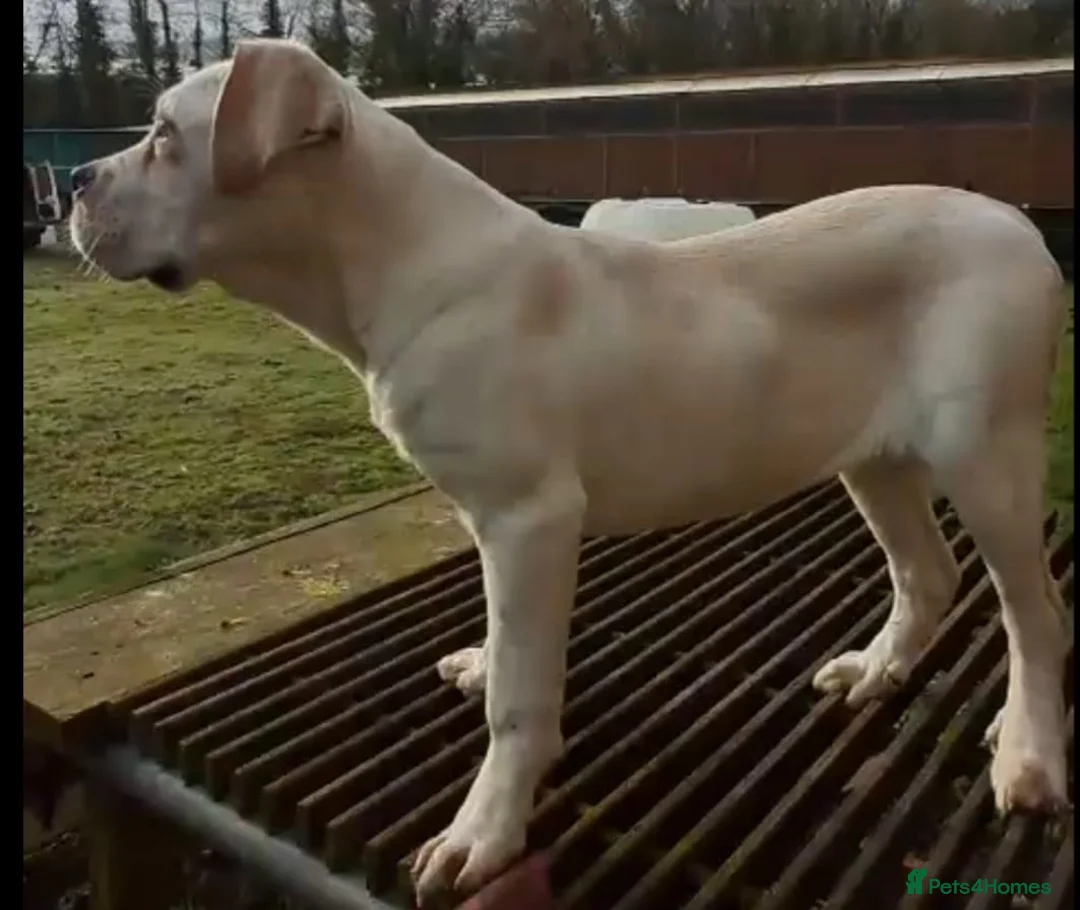 Cane Corso dogs for sale: Female Cane Corso pup - Advert 3