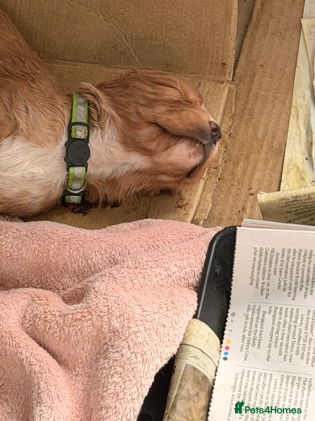 Cocker Spaniel dogs for sale: Working cocker spaniels  - Advert 4