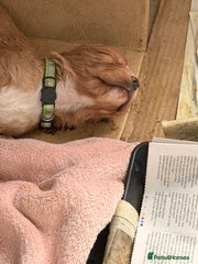 Cocker Spaniel Puppy 3