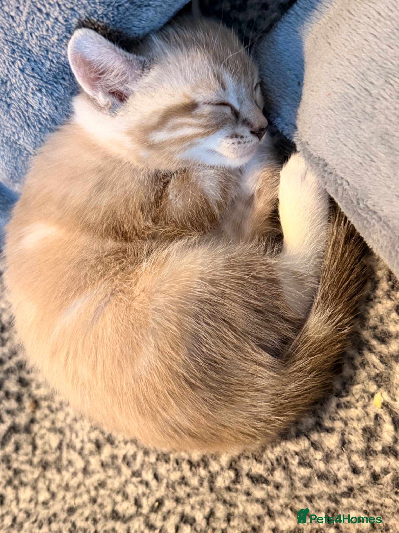 Mixed Breed cats Gorgeous kittens looking for new homes - Advert 2