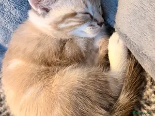 Mixed Breed cats Gorgeous kittens looking for new homes - Advert 12