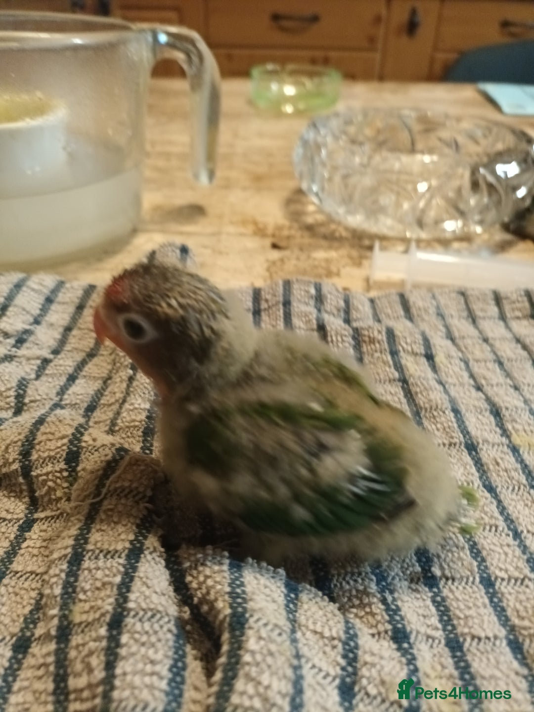 Lovebirds birds for sale: Beautiful very tame hand reared love bird chick  - Advert 2