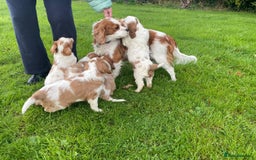 Cavalier King Charles Spaniel dogs for sale: Beautiful Cavalier King Charles KC Registered Pups - Image 21