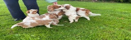 Cavalier King Charles Spaniel dogs for sale: Beautiful Cavalier King Charles KC Registered GIRL - Advert 21