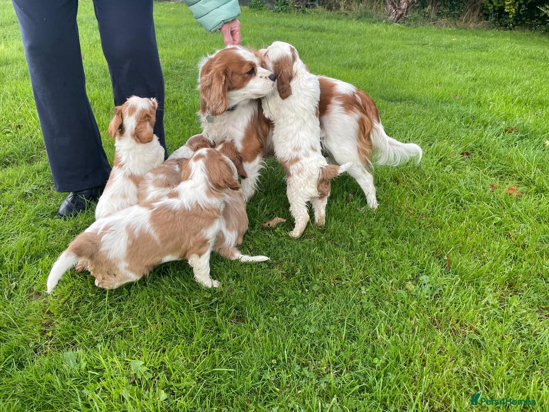 Cavalier King Charles Spaniel dogs for sale: Beautiful Cavalier King Charles KC Registered Pups - Image 21