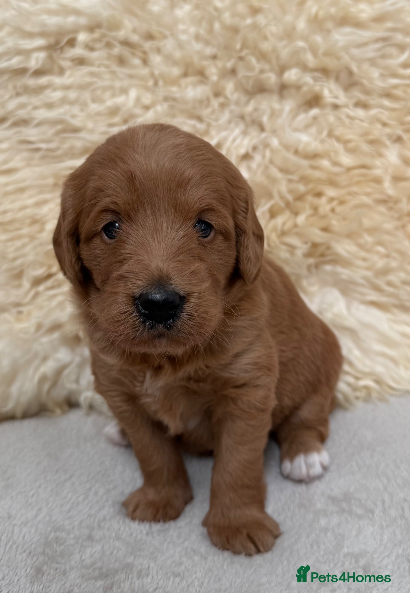 Labradoodle dogs for sale: Fabulous F1 labradoodles  - Advert 8