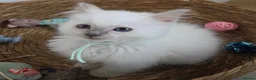 Ragdoll cats for sale: GCCF REGISTERED PEDIGREE RAGDOLL KITTENS  - Advert 17