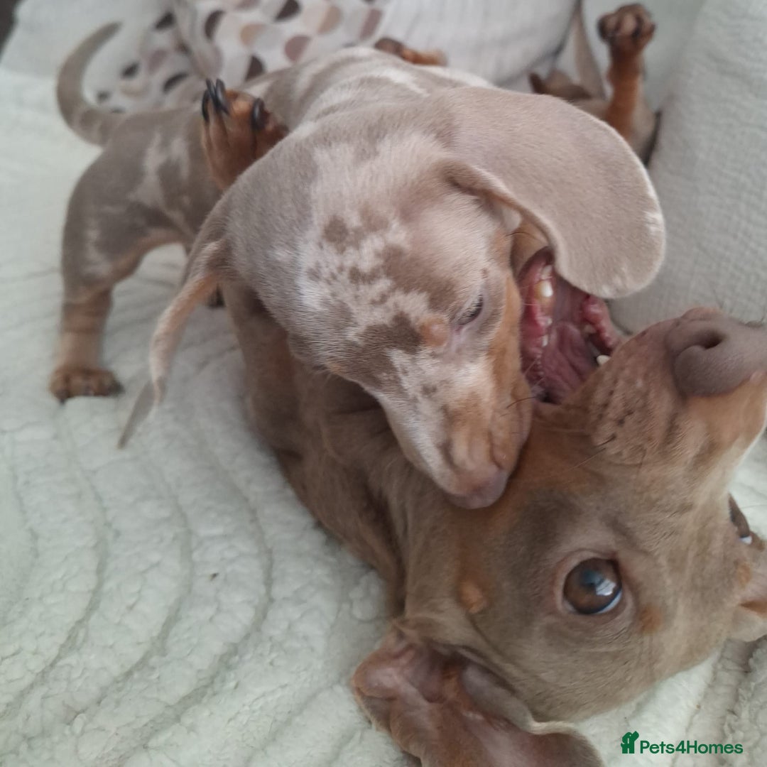 Miniature Dachshund dogs for sale: Adorable KC registered mini dachsund pups - Image 24