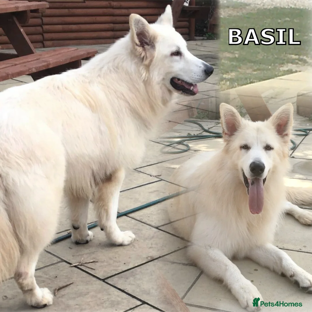 German Shepherd dogs for stud: KC Reg Basil At Stud Fully Health Tested  in Wisbech - Advert 6