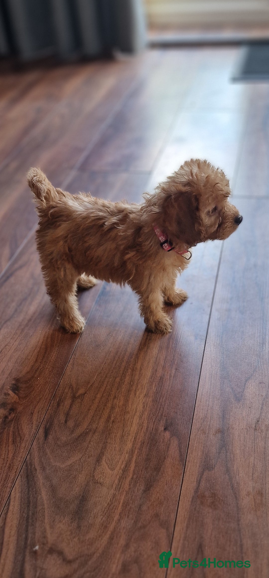 Cockapoo dogs for sale: Cockapoo - Image 8