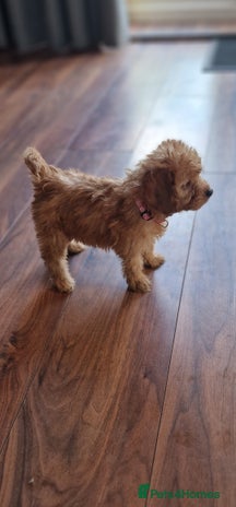 Cockapoo dogs - Advert 10