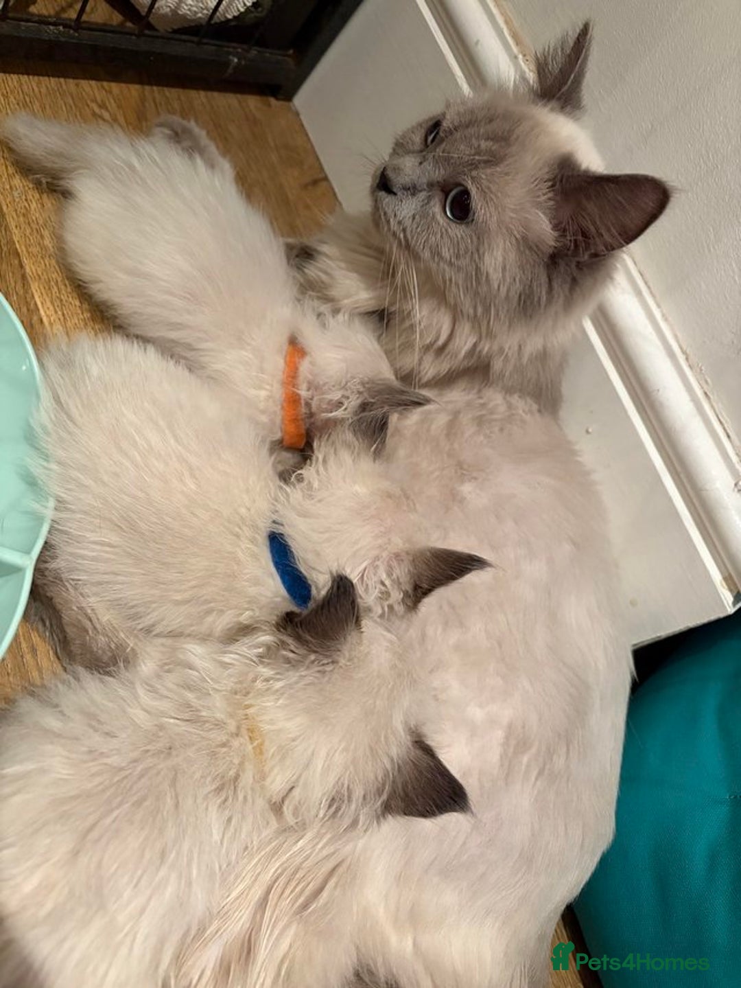 Ragdoll cats for sale: Honest playful rag dolls  up for new homes - Image 7