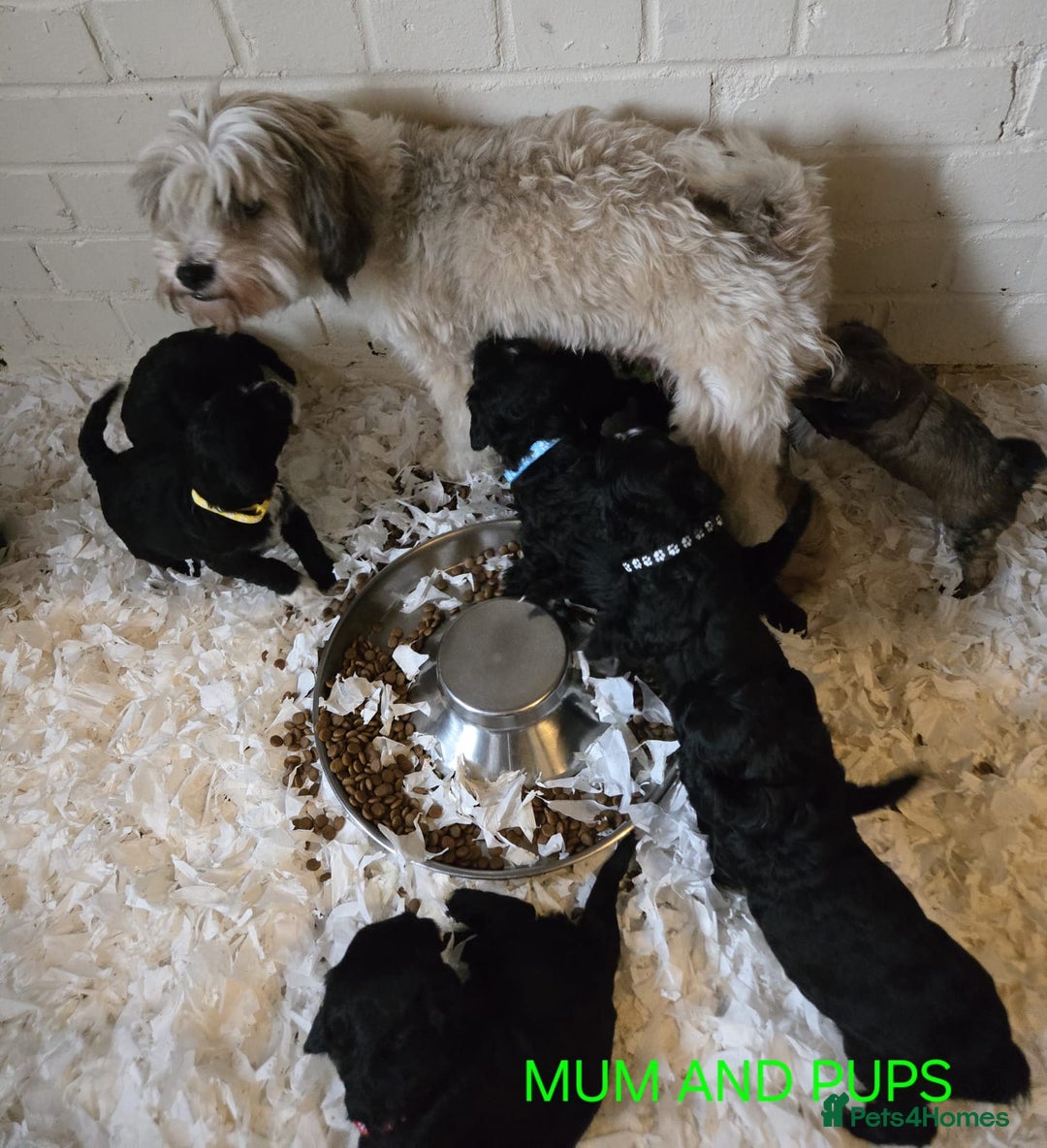 Tibetan Terrier dogs for sale: Adorable fluffy TToodle puppies  - Image 40