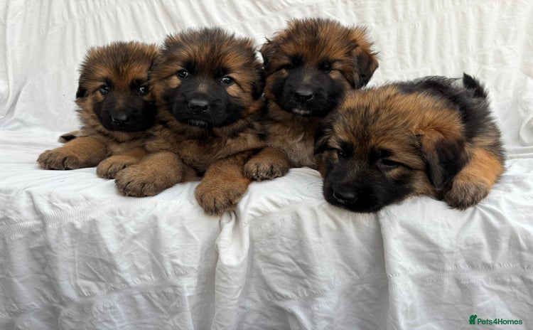 German Shepherd dogs - Advert 1