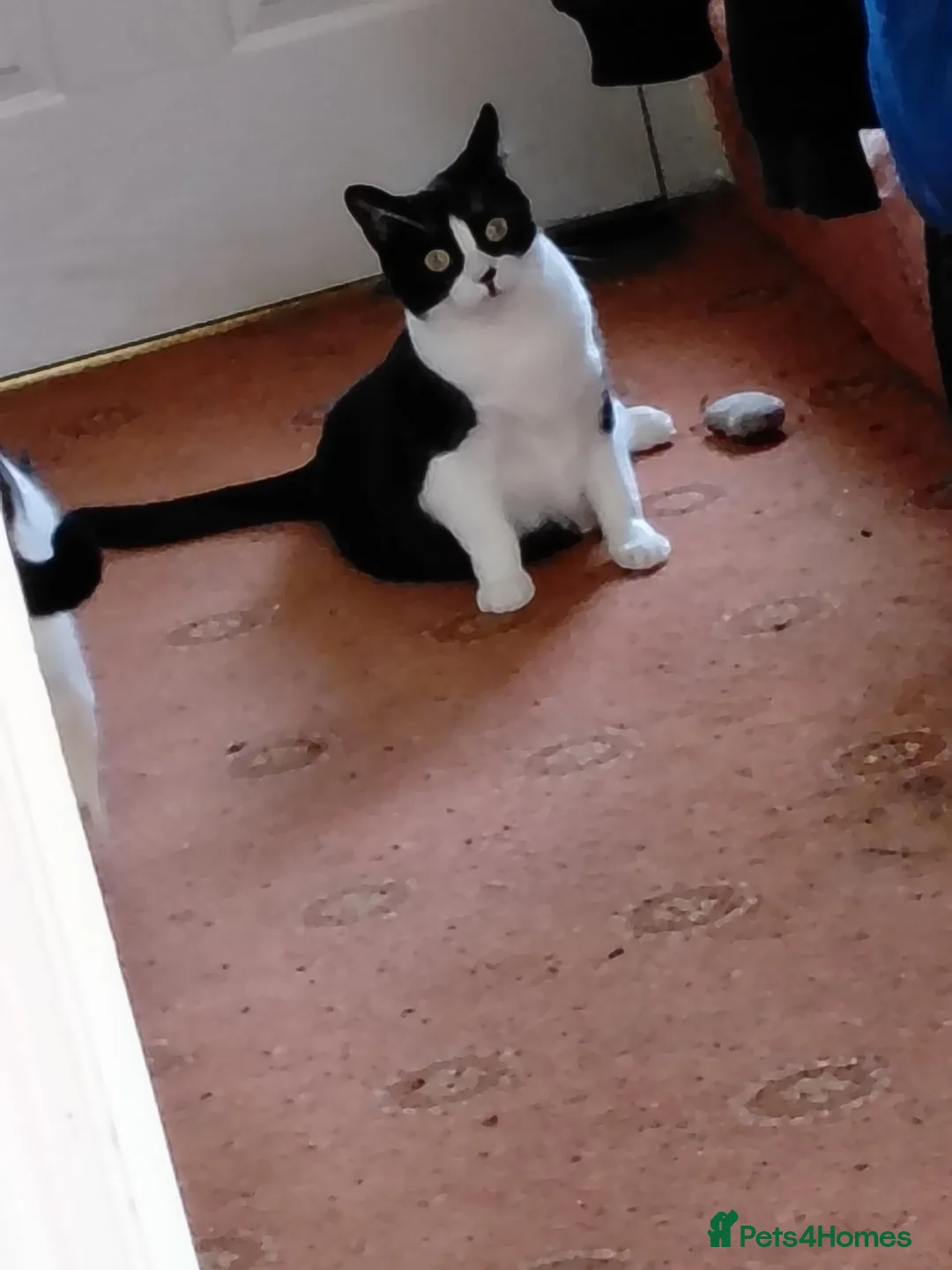 Mixed Breed cats for sale: Urgent rehome needed - Advert 3