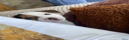 Jack Russell dogs for sale: Jack Russel puppy - Advert 3