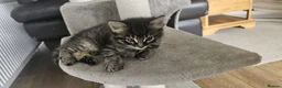 Mixed Breed cats for sale: Kittens Mixed Breed - Advert 6