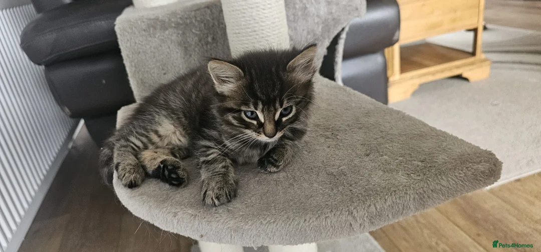 Mixed Breed cats for sale: Kittens Mixed Breed - Advert 6