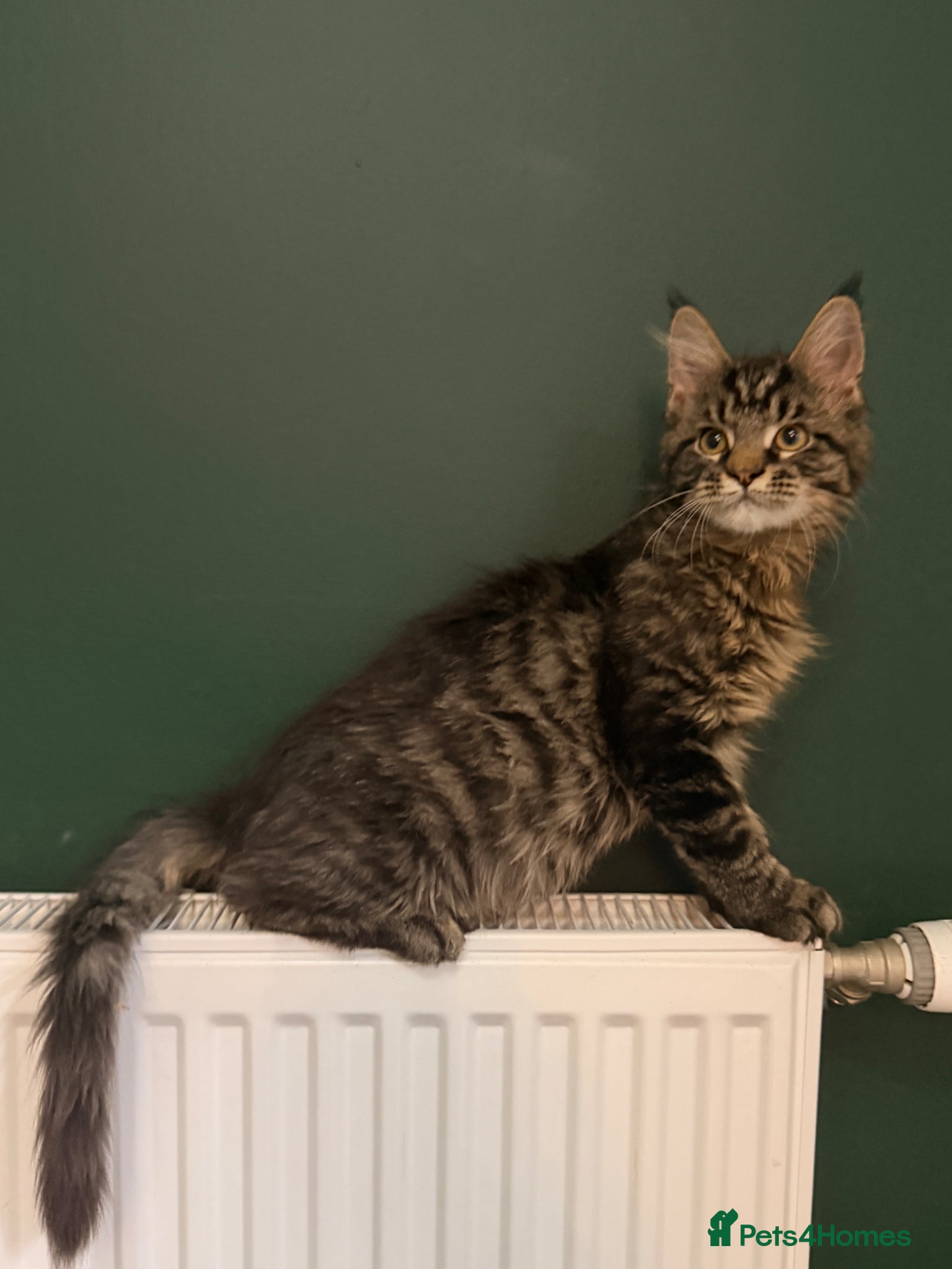 Maine Coon cats for sale: Beautiful kittens pure Maincoon  - Advert 7