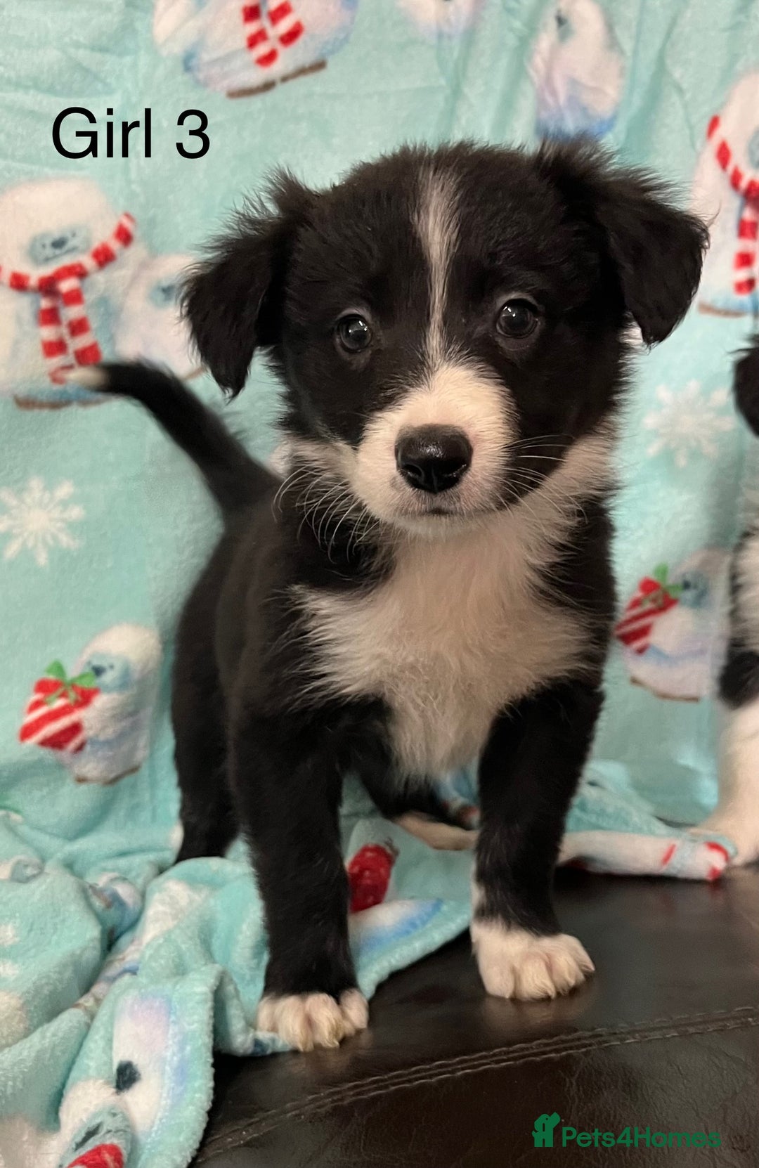 Border Collie dogs for sale: PEDIGREE ISDS & KC BORDER COLLIE PUPS - Image 12