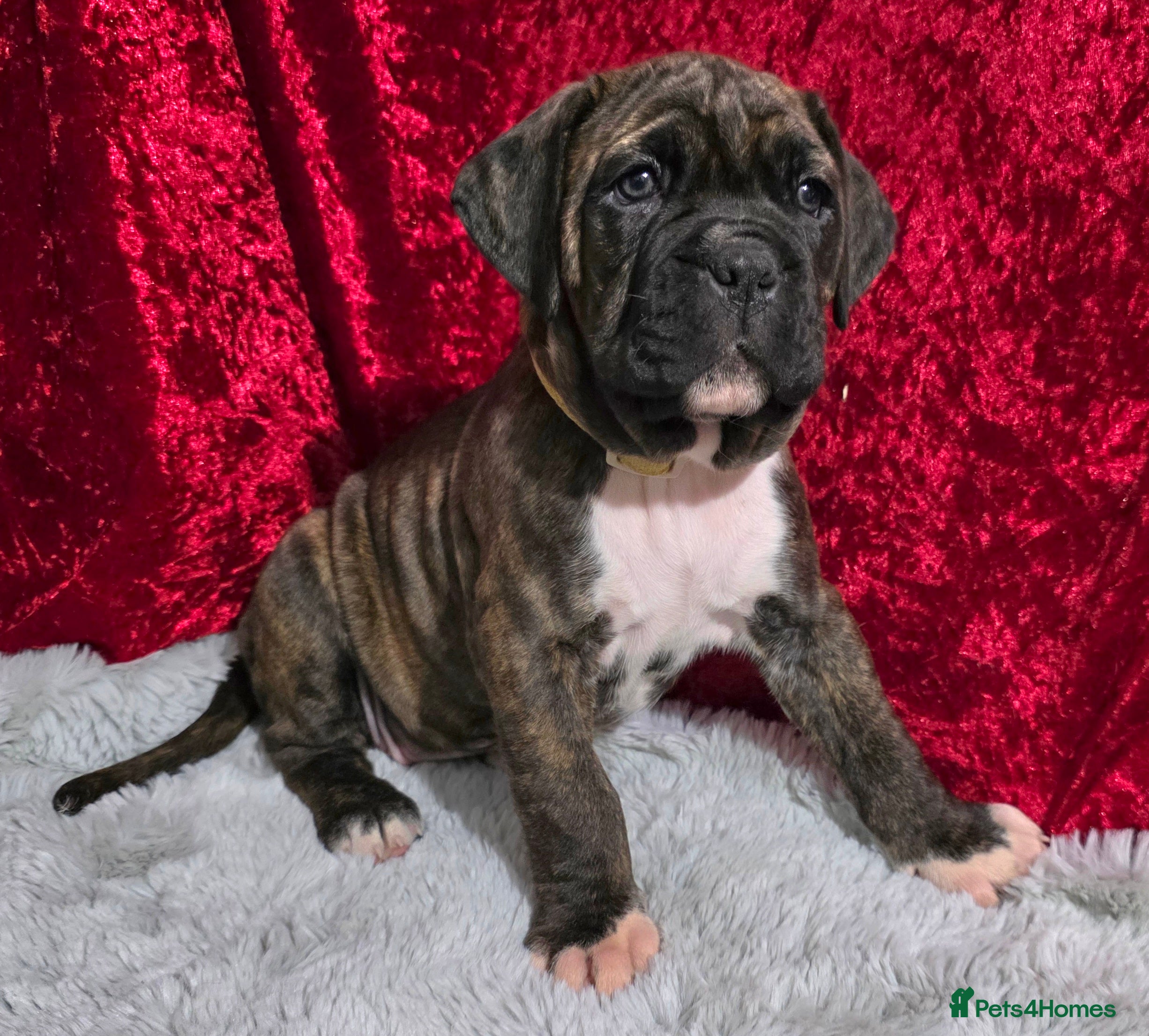 Boxer dogs Beautiful boxer cross mastiff puppies - Advert 5