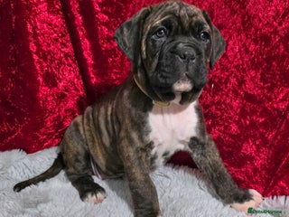Boxer dogs Beautiful boxer cross mastiff puppies - Advert 5