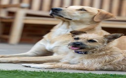 Mixed Breed dogs for adoption: Livvy - Image 11