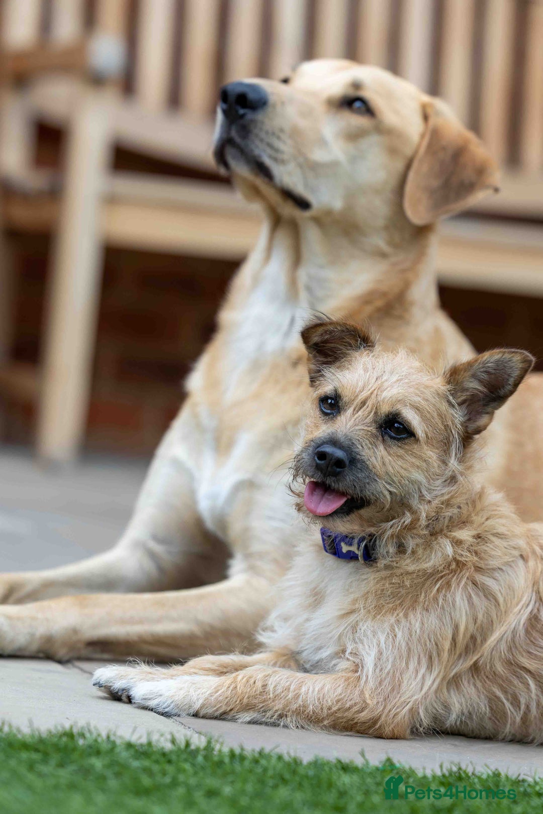 Mixed Breed dogs for adoption: Livvy - Image 11