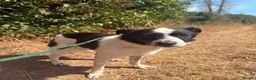 Mixed Breed dogs for adoption: Lola - Norwich Norfolk  in Norwich - Advert 10