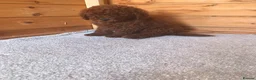 Miniature Poodle dogs for sale: Stunning miniature poodle puppies for sale  in Sidcup - Advert 5