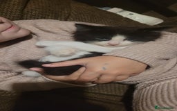 Mixed Breed cats for sale: 2 beautiful kittens - Image 1