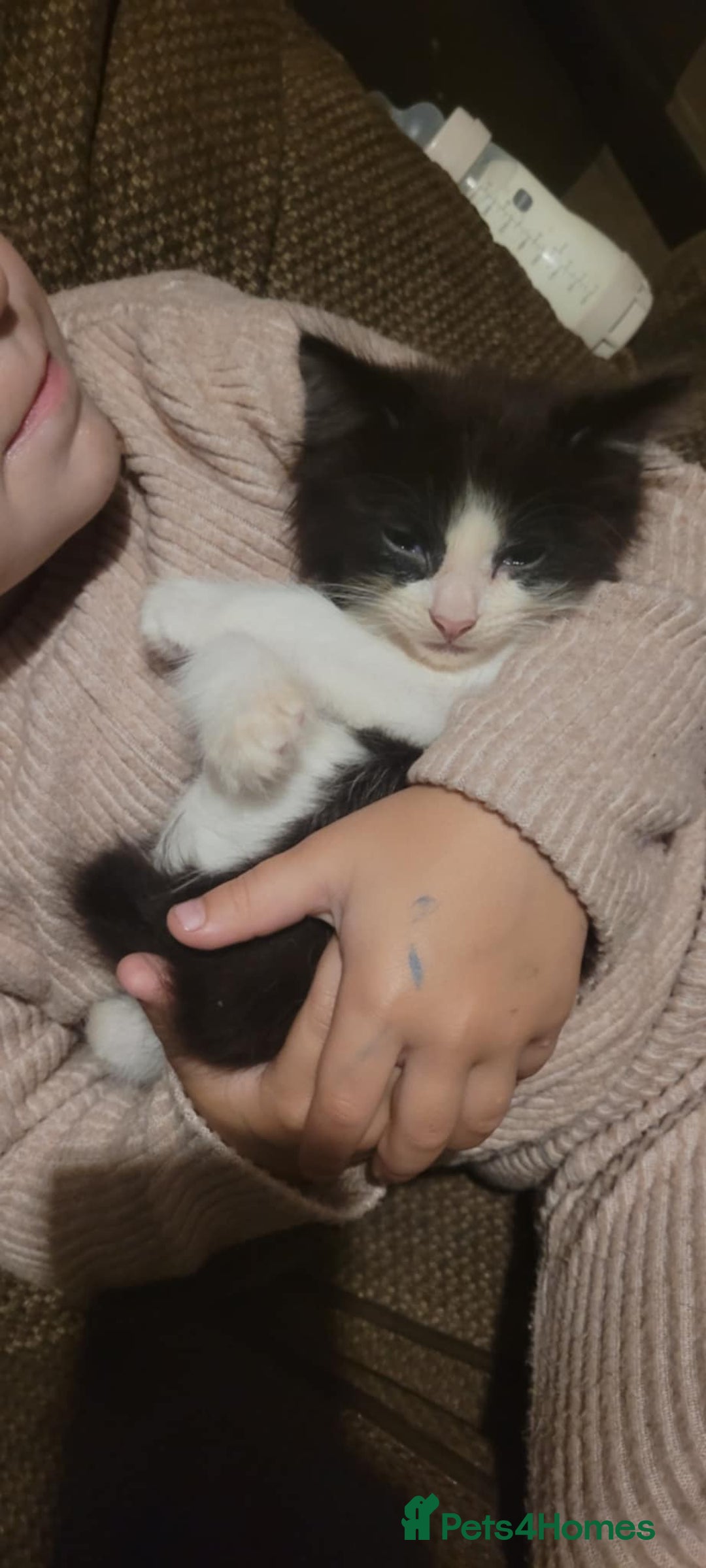 Mixed Breed cats for sale: 2 beautiful kittens - Image 1