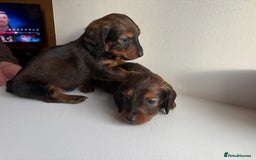 Miniature Dachshund dogs for sale: Miniature long haired dachshund puppies - Image 2