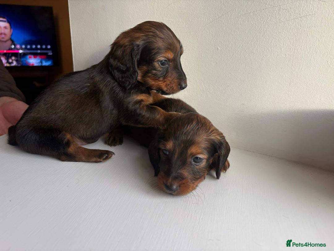 Miniature Dachshund dogs for sale: Miniature long haired dachshund puppies - Image 2