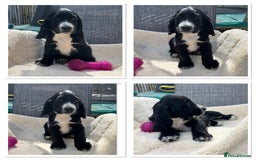 Cocker Spaniel dogs for sale: Beautiful Cocker Spaniel Puppies  - Image 5