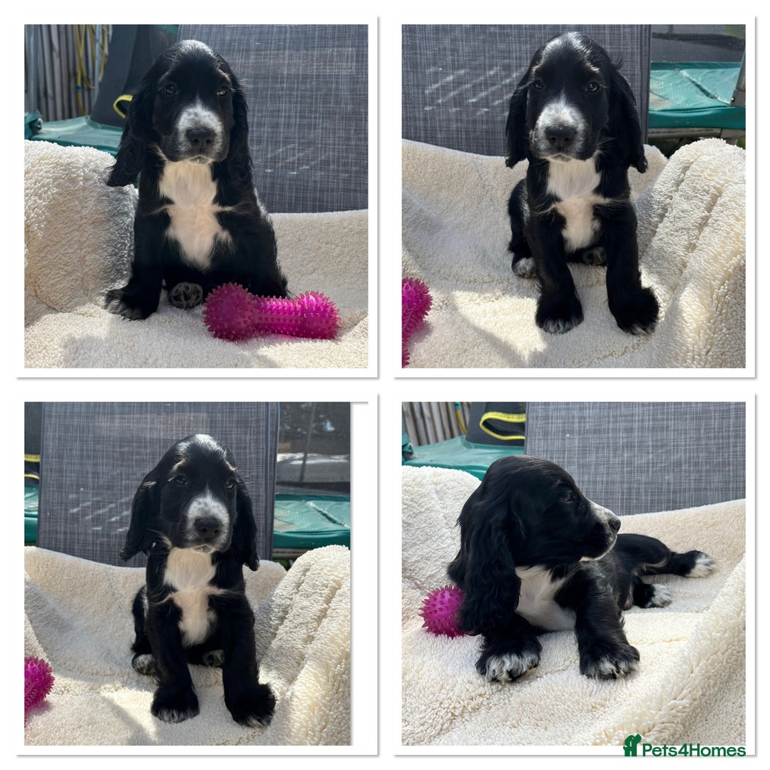 Cocker Spaniel dogs for sale: Beautiful Cocker Spaniel Puppies  - Image 5