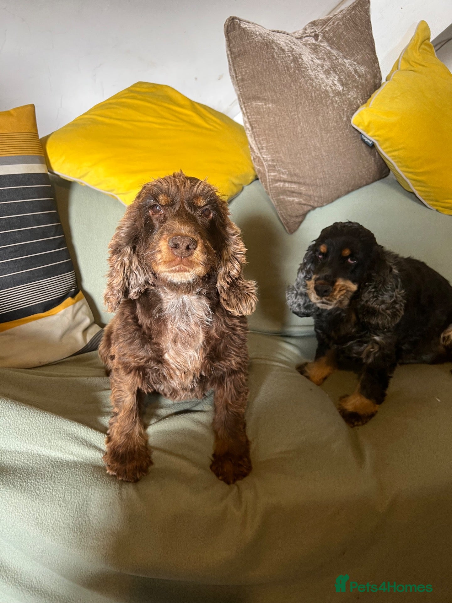 Cocker Spaniel dogs 2 Show Type Cocker Spaniels female - Advert 2