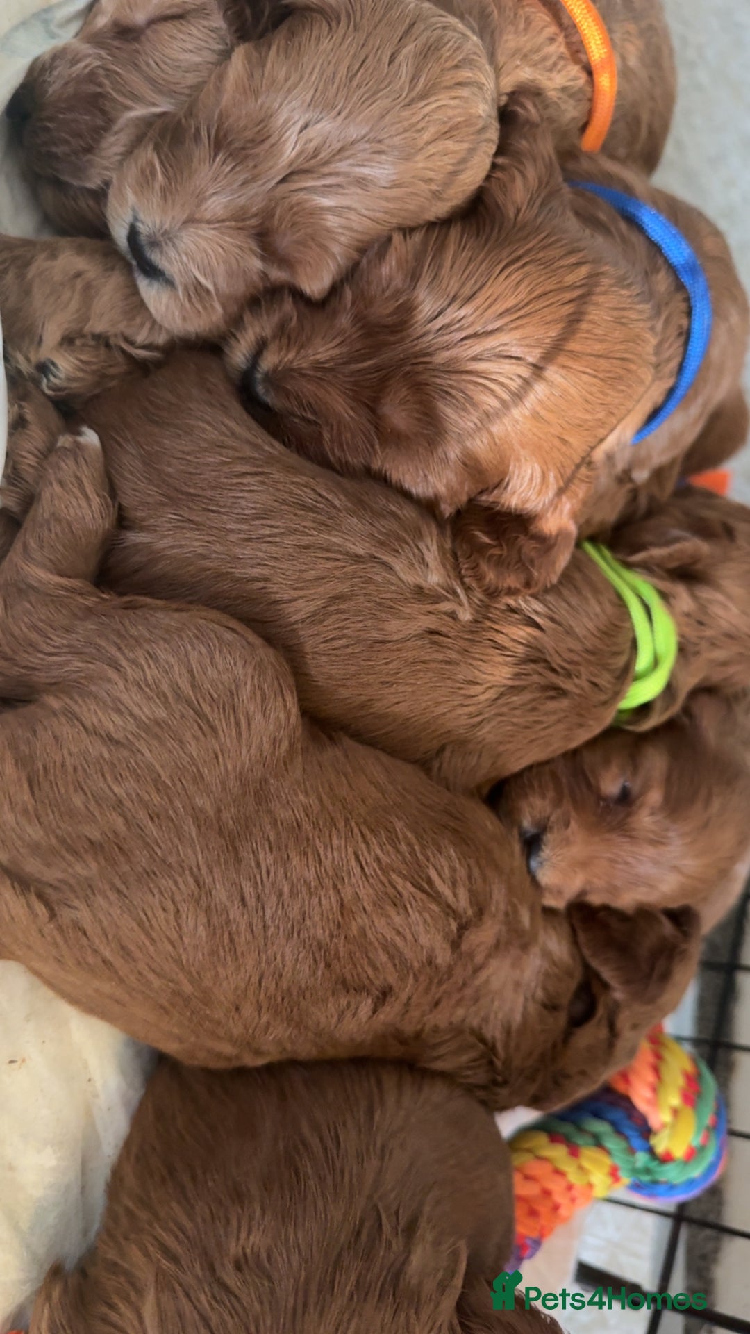 Cockapoo dogs for sale: Cockapoo F1 - Advert 9