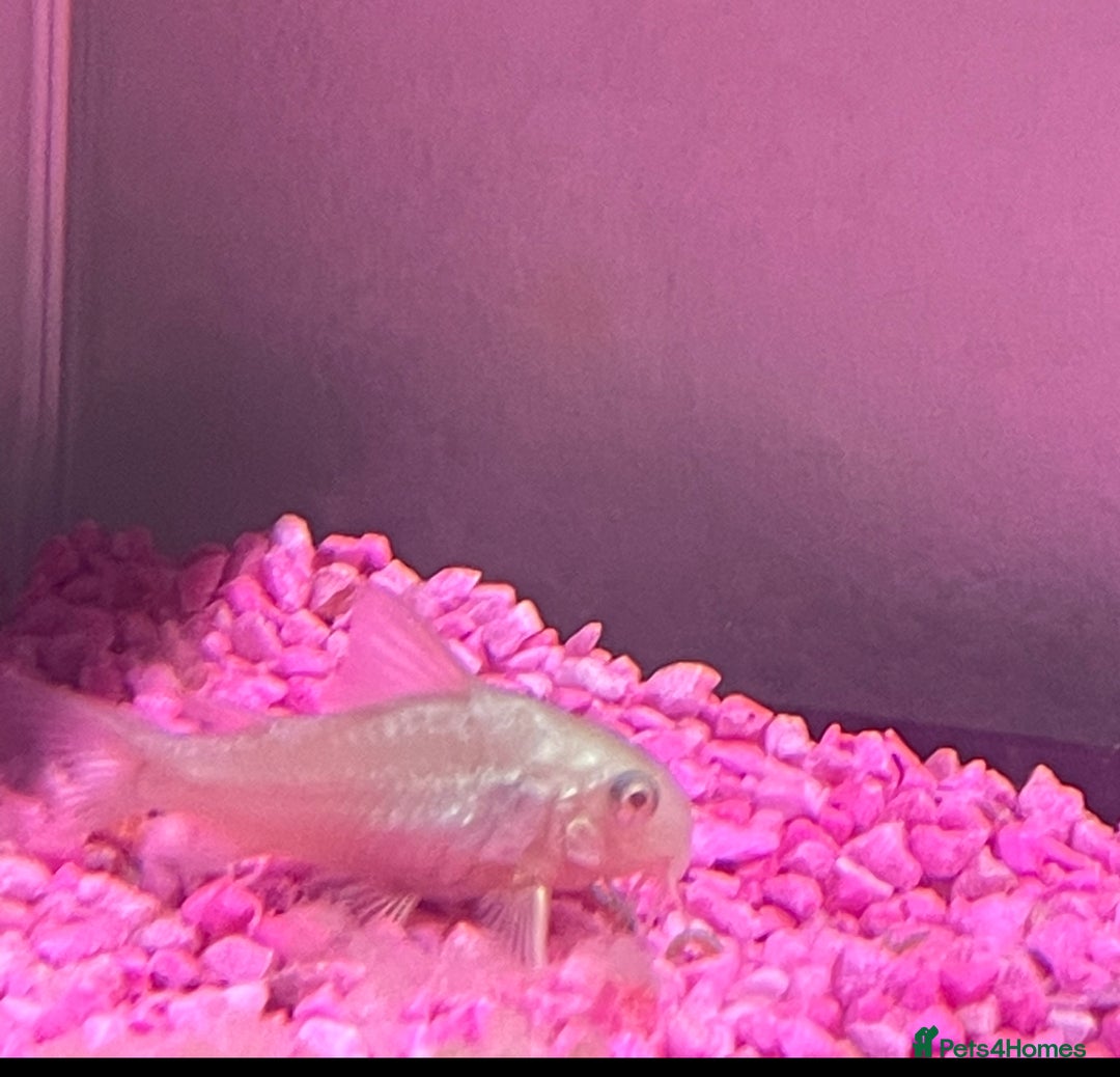 Catfish fish for sale: Fish tank with temperature fish  - Image 8