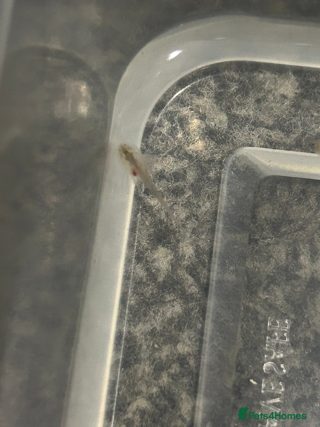 Axolotl reptiles for sale: Axolotl hatchlings  - Advert 3